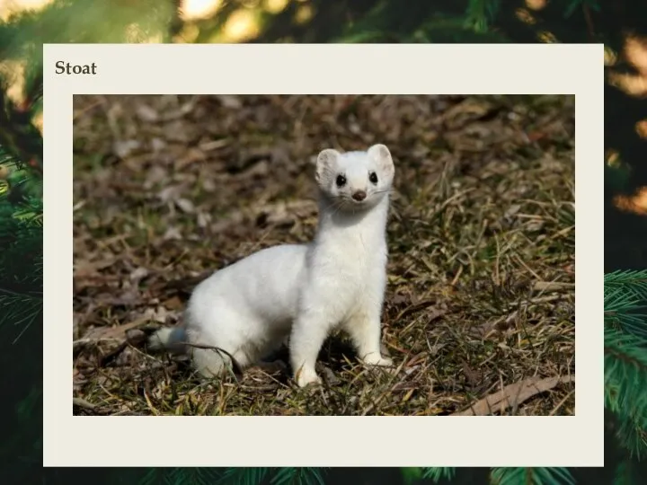 Stoat