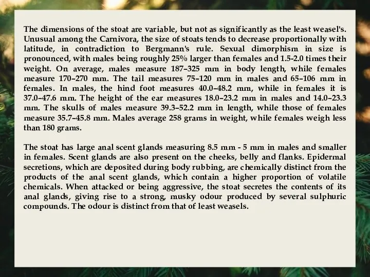 The dimensions of the stoat are variable, but not as