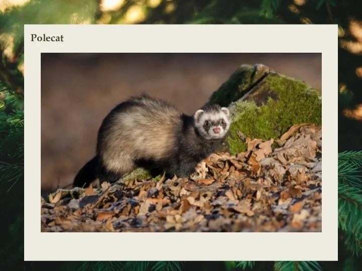 Polecat