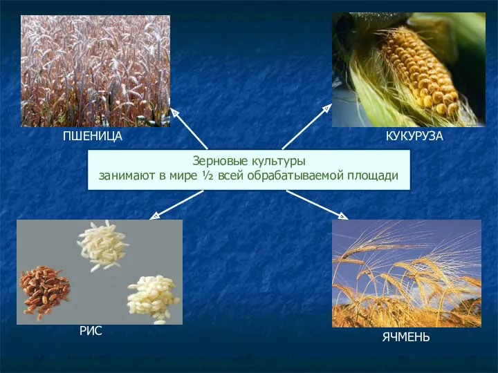 Зерновые культуры ПШЕНИЦА РИС КУКУРУЗА ЯЧМЕНЬ - Зерновые культуры занимают в мире ½ всей обрабатываемой площади