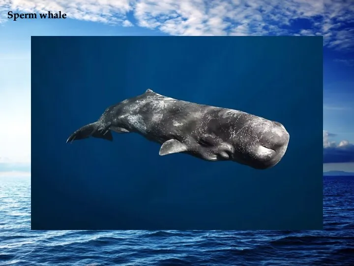 Sperm whale