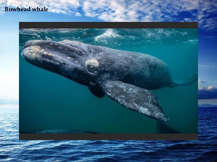 Bowhead whale