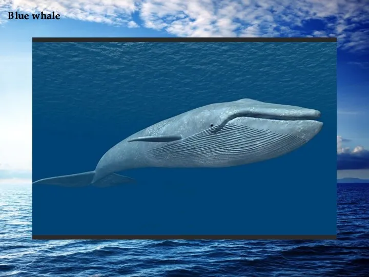 Blue whale