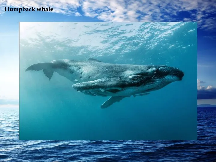 Humpback whale