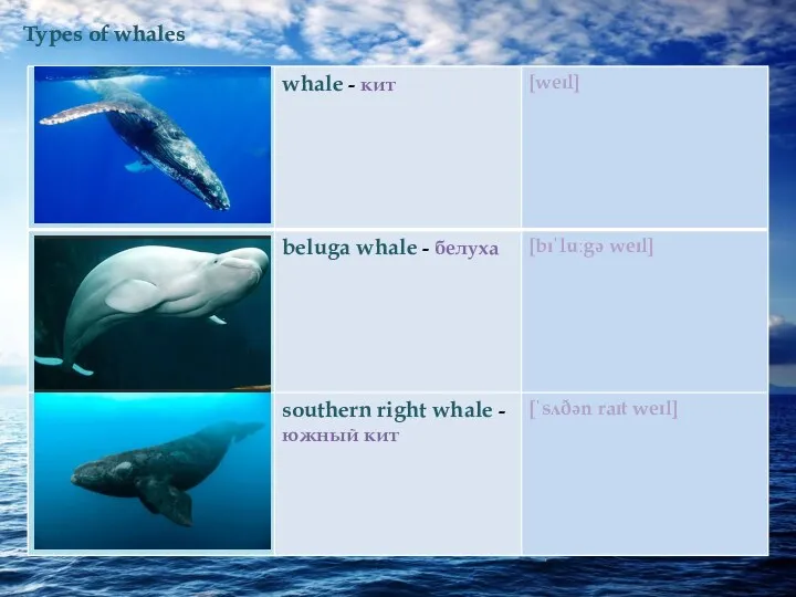 Types of whales