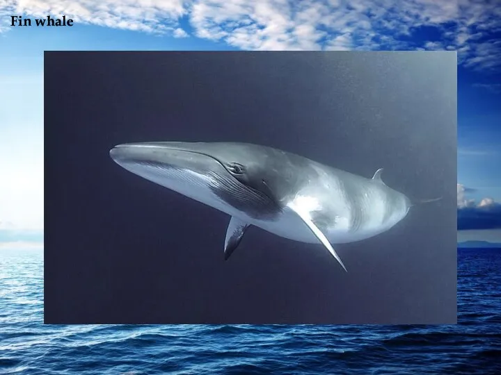 Fin whale