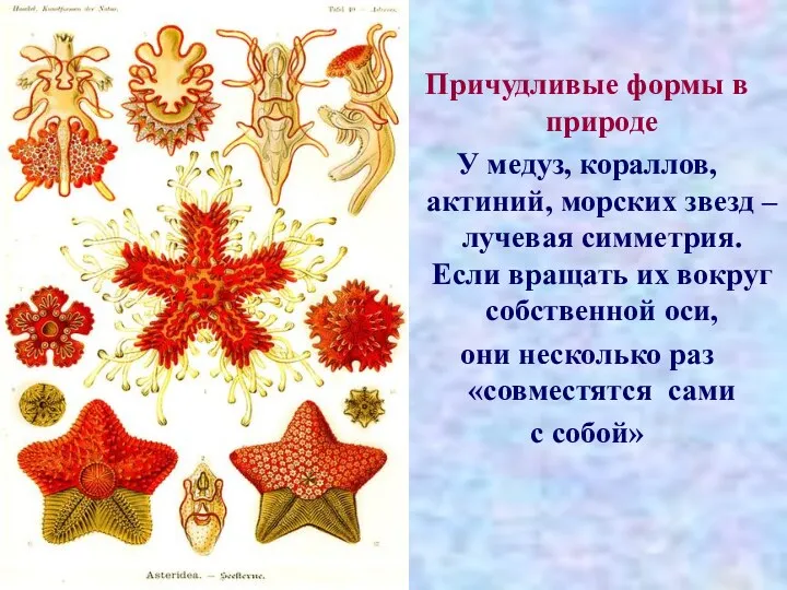 Причудливые формы в природе У медуз, кораллов, актиний, морских звезд – лучевая симметрия.