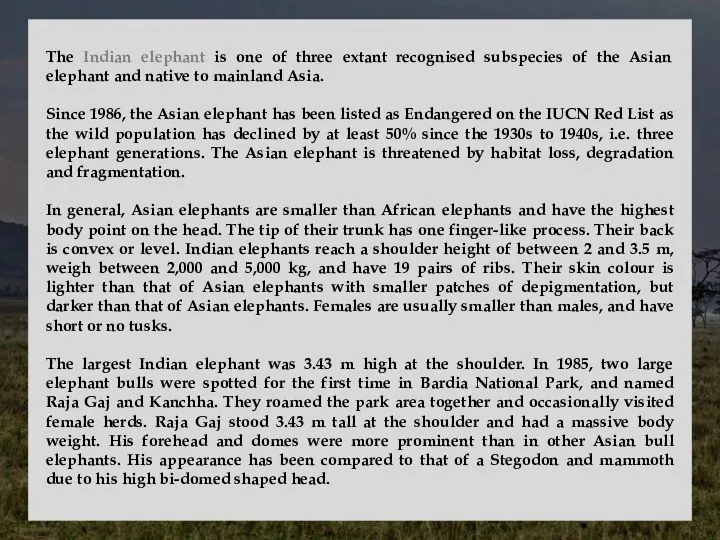 The Indian elephant is one of three extant recognised subspecies