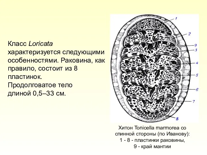Класс Loricata характеризуется следующими особенностями. Раковина, как правило, состоит из 8 пластинок. Продолговатое