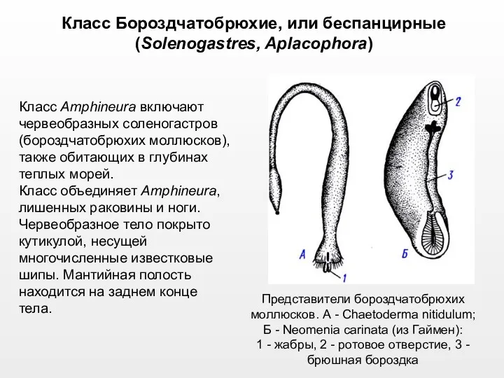 Класс Бороздчатобрюхие, или беспанцирные (Solenogastres, Aplacophora) Класс Amphineura включают червеобразных соленогастров (бороздчатобрюхих моллюсков),