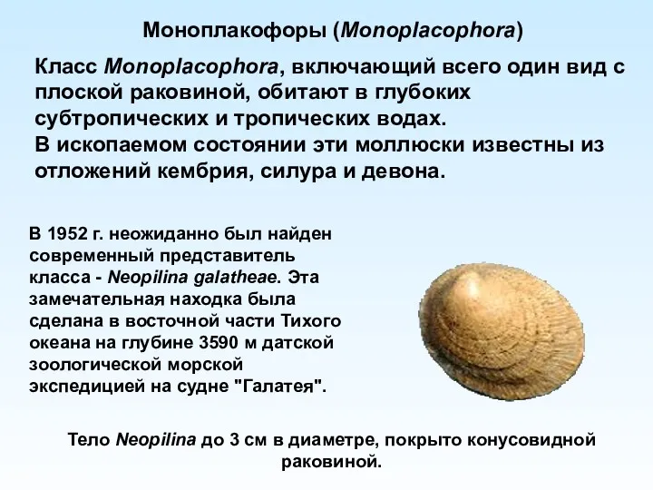 Моноплакофоры (Monoplacophora) Класс Monoplacophora, включающий всего один вид с плоской раковиной, обитают в
