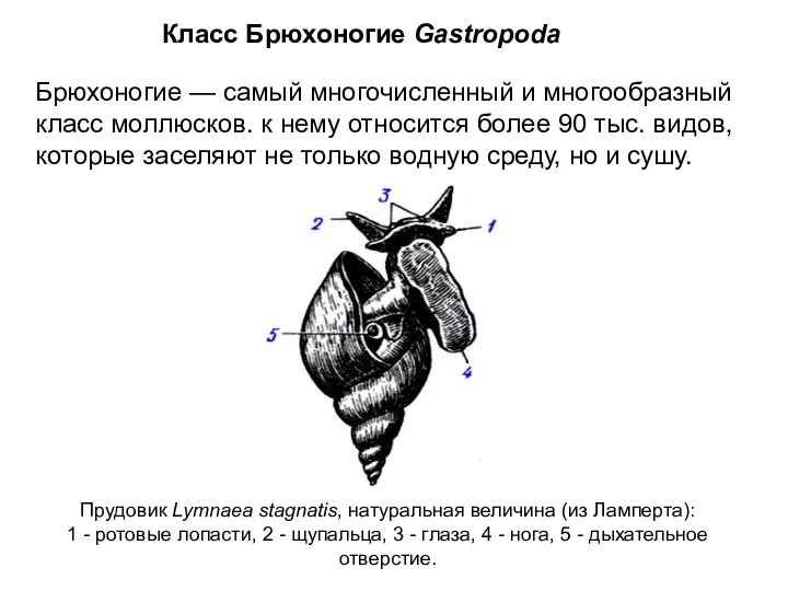 Класс Брюхоногие Gastropoda Брюхоногие — самый многочисленный и многообразный класс