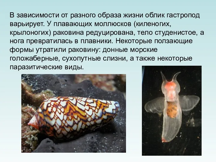 В зависимости от разного образа жизни облик гастропод варьирует. У плавающих моллюсков (киленогих,