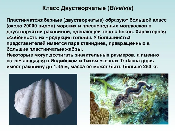 Класс Двустворчатые (Bivalvia) Пластинчатожаберные (двустворчатые) образуют большой класс (около 20000 видов) морских и