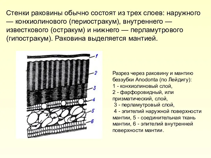Стенки раковины обычно состоят из трех слоев: наружного — конхиолинового (периостракум), внутреннего —