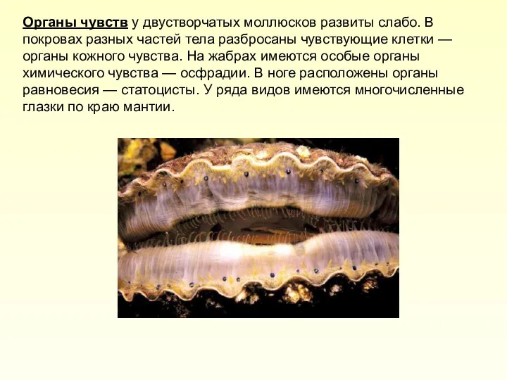 Органы чувств у двустворчатых моллюсков развиты слабо. В покровах разных