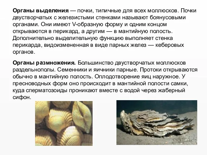 Органы выделения — почки, типичные для всех моллюсков. Почки двустворчатых с железистыми стенками