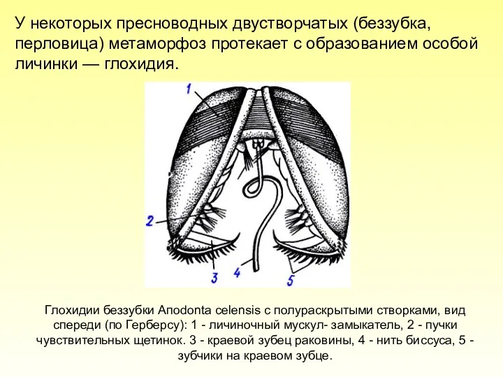У некоторых пресноводных двустворчатых (беззубка, перловица) метаморфоз протекает с образованием особой личинки —