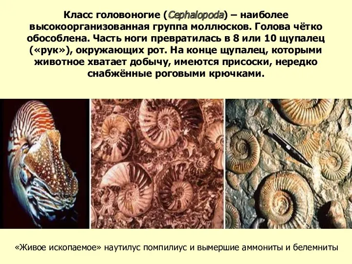 Класс головоногие (Cephalopoda) – наиболее высокоорганизованная группа моллюсков. Голова чётко обособлена. Часть ноги