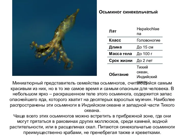 Осьминог синекольчатый Миниатюрный представитель семейства осьминогов, считающийся самым красивым из них, но в