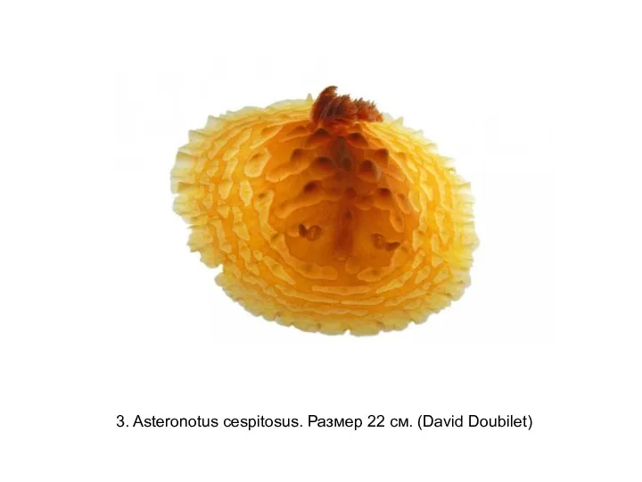 3. Asteronotus cespitosus. Размер 22 см. (David Doubilet)