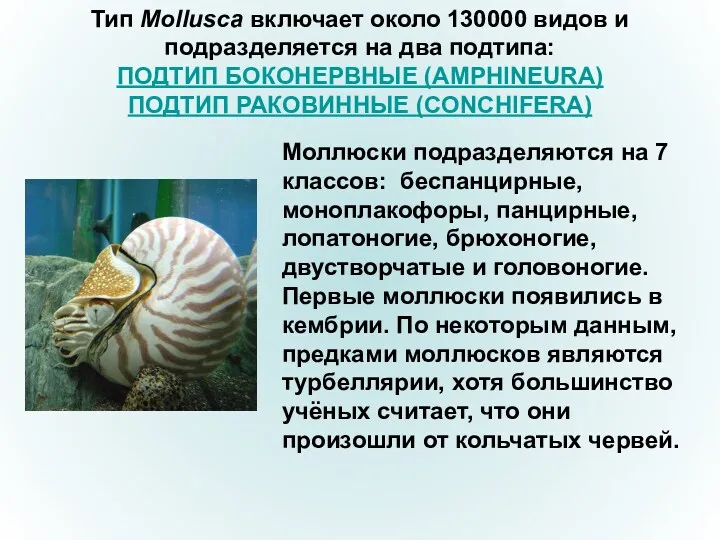 Тип Mollusca включает около 130000 видов и подразделяется на два подтипа: ПОДТИП БОКОНЕРВНЫЕ