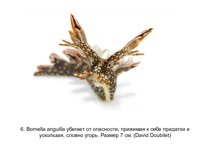 6. Bornella anguilla убегает от опасности, прижимая к себе придатки и ускользая, словно