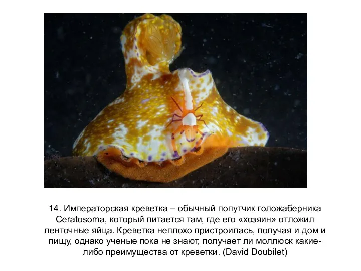 14. Императорская креветка – обычный попутчик голожаберника Ceratosoma, который питается