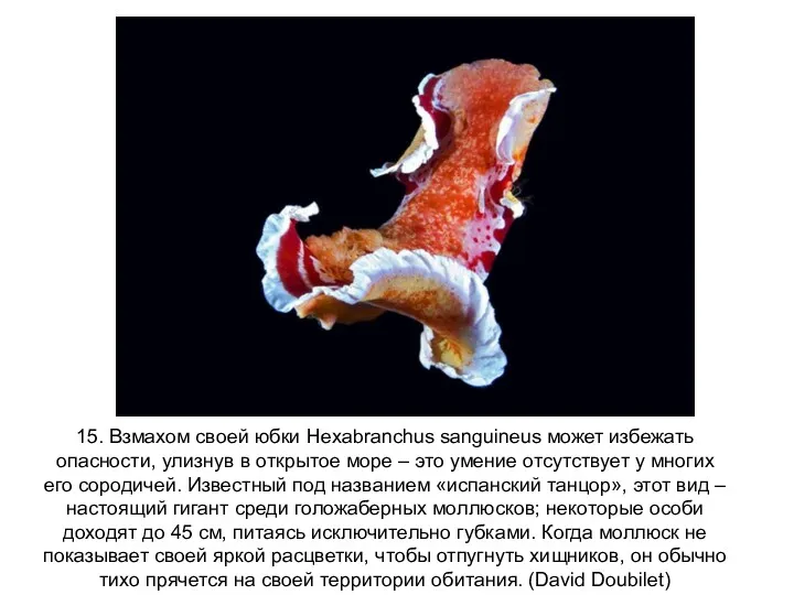 15. Взмахом своей юбки Hexabranchus sanguineus может избежать опасности, улизнув в открытое море