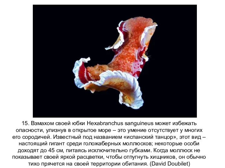 15. Взмахом своей юбки Hexabranchus sanguineus может избежать опасности, улизнув