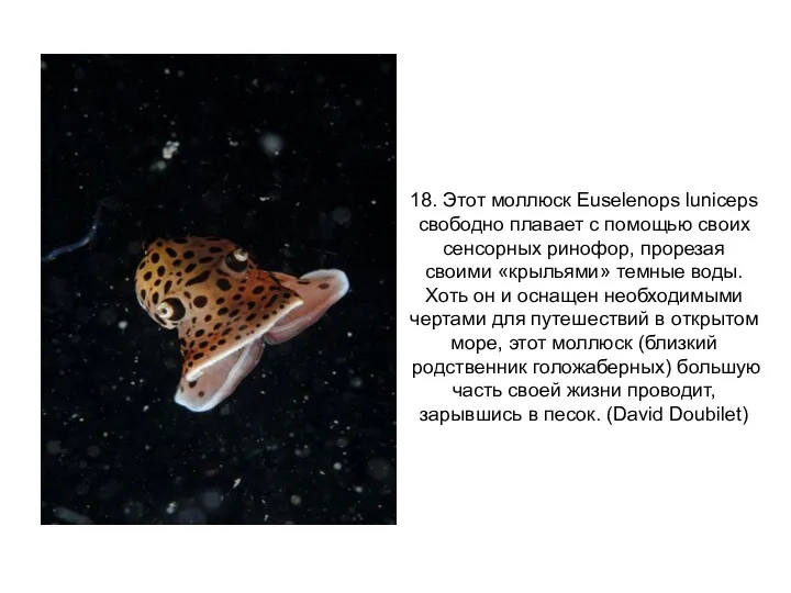 18. Этот моллюск Euselenops luniceps свободно плавает с помощью своих сенсорных ринофор, прорезая