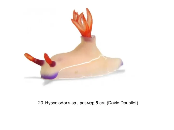 20. Hypselodoris sp., размер 5 см. (David Doubilet)