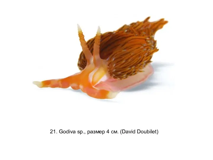 21. Godiva sp., размер 4 см. (David Doubilet)