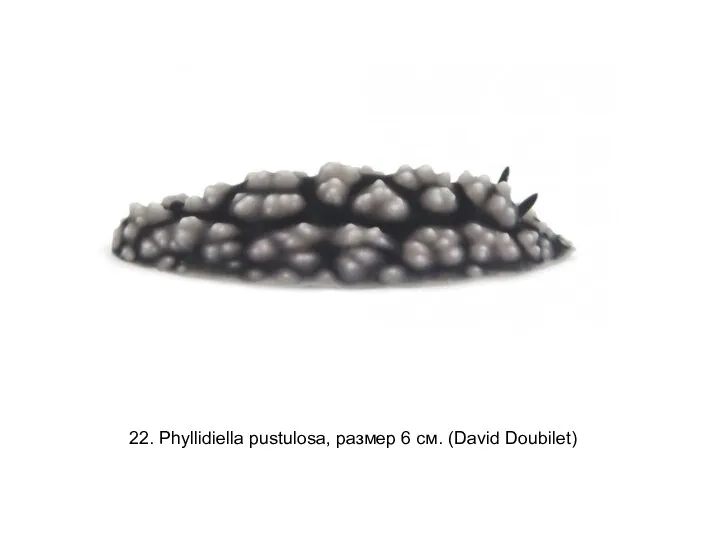 22. Phyllidiella pustulosa, размер 6 см. (David Doubilet)