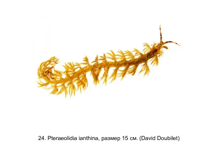 24. Pteraeolidia ianthina, размер 15 см. (David Doubilet)