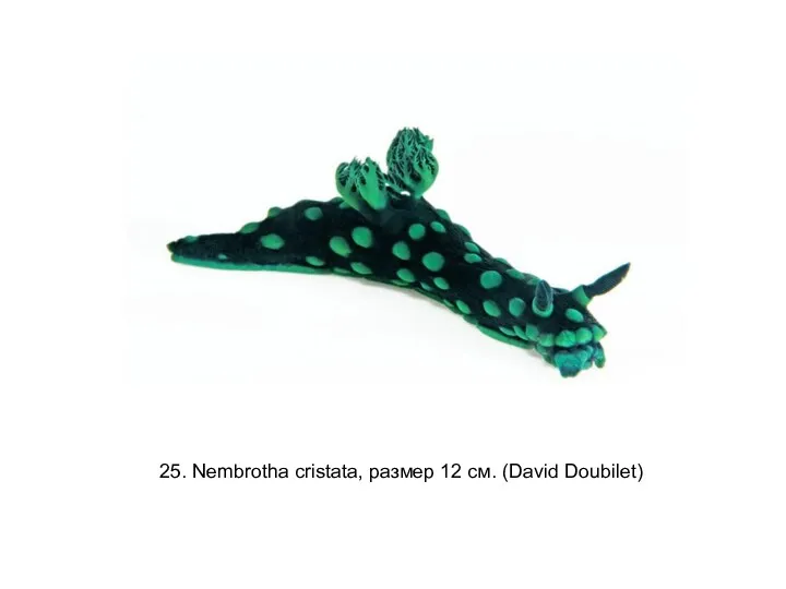 25. Nembrotha cristata, размер 12 см. (David Doubilet)