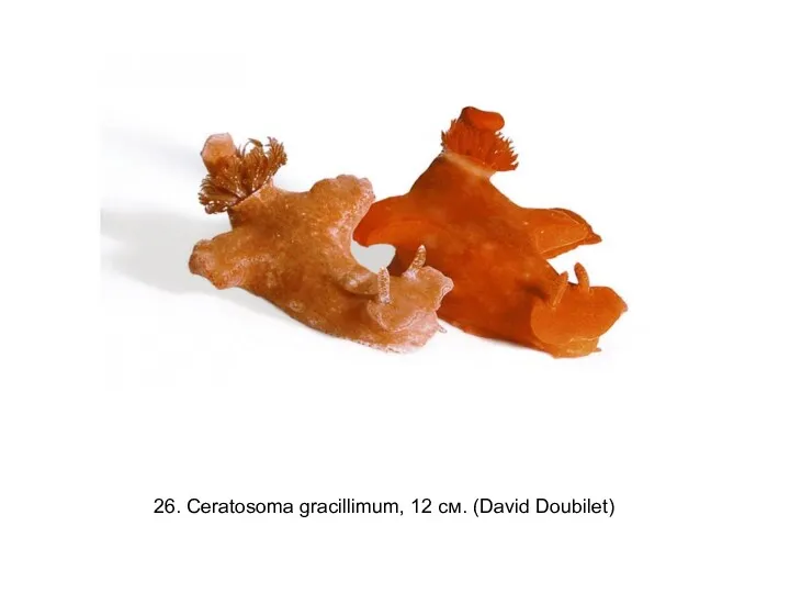 26. Ceratosoma gracillimum, 12 см. (David Doubilet)