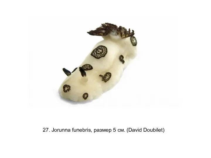 27. Jorunna funebris, размер 5 см. (David Doubilet)