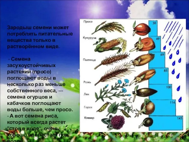 Потребность в воде у разных семян Зародыш семени может потреблять