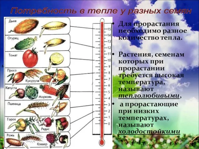 Для прорастания необходимо разное количество тепла. Растения, семенам которых при