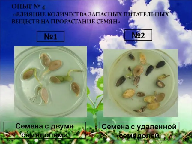 ОПЫТ № 4 «ВЛИЯНИЕ КОЛИЧЕСТВА ЗАПАСНЫХ ПИТАТЕЛЬНЫХ ВЕЩЕСТВ НА ПРОРАСТАНИЕ