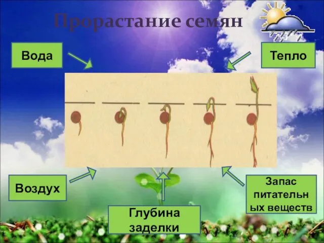 Прорастание семян Вода Тепло Воздух Запас питательных веществ Глубина заделки