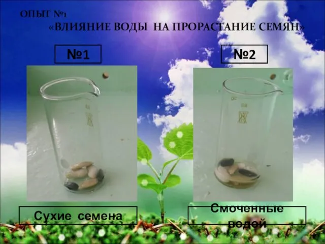 ОПЫТ №1 «ВЛИЯНИЕ ВОДЫ НА ПРОРАСТАНИЕ СЕМЯН» №1 №2 Сухие семена Смоченные водой