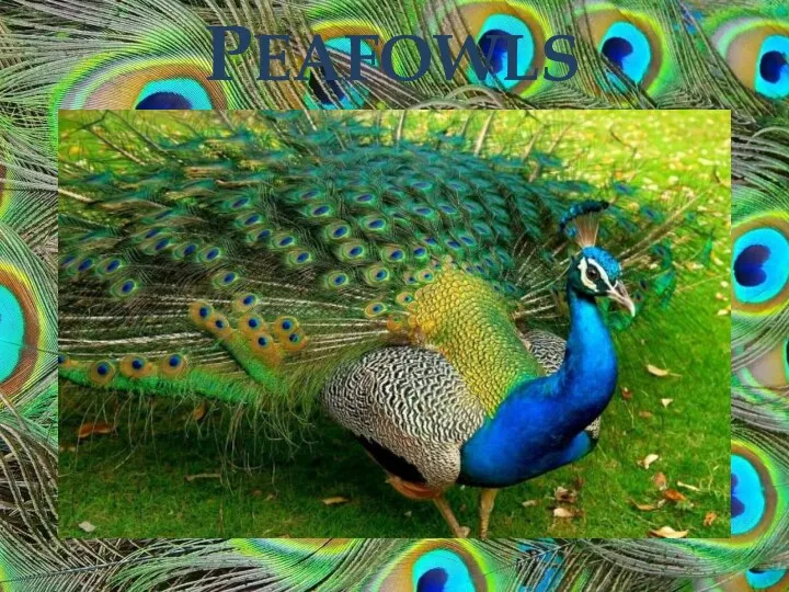 Peafowls