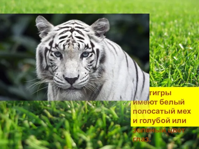 Эти тигры имеют белый полосатый мех и голубой или зеленый цвет глаз.