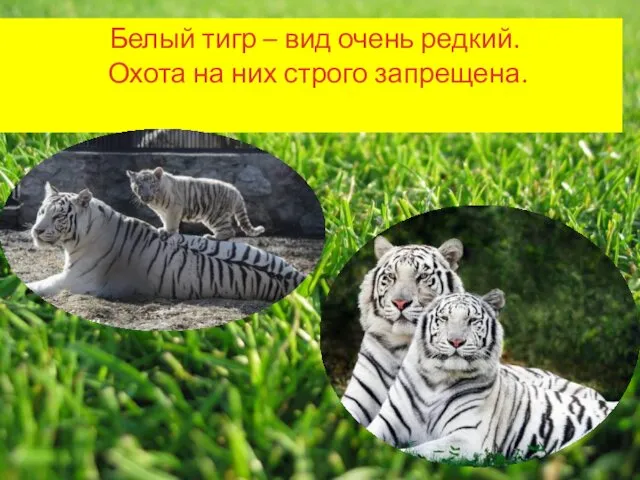 Белый тигр – вид очень редкий. Охота на них строго запрещена.