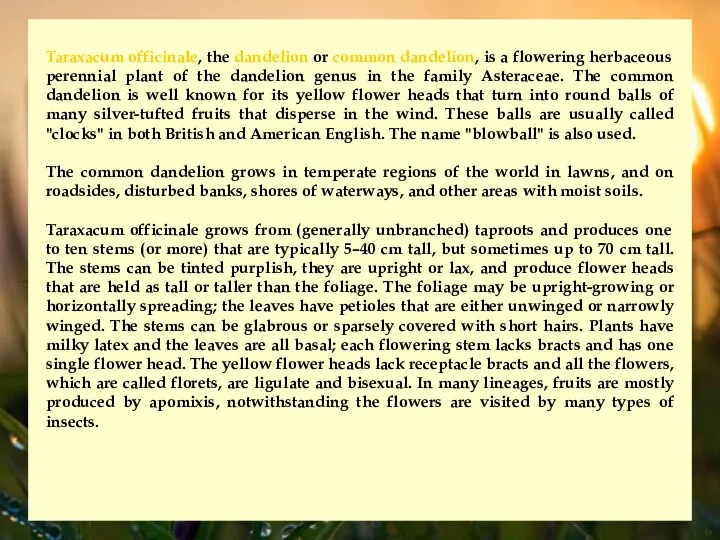 Taraxacum officinale, the dandelion or common dandelion, is a flowering