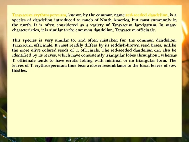 Taraxacum erythrospermum, known by the common name red-seeded dandelion, is