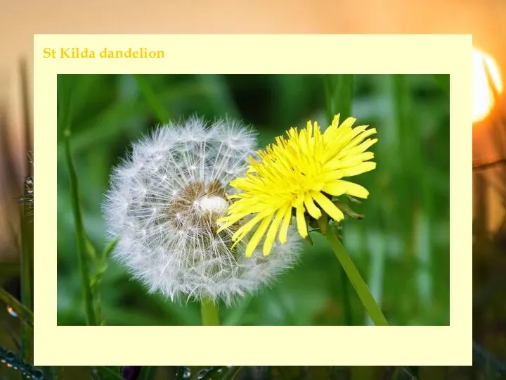 St Kilda dandelion