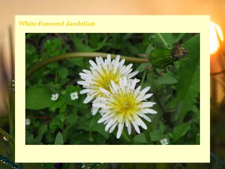 White-flowered dandelion